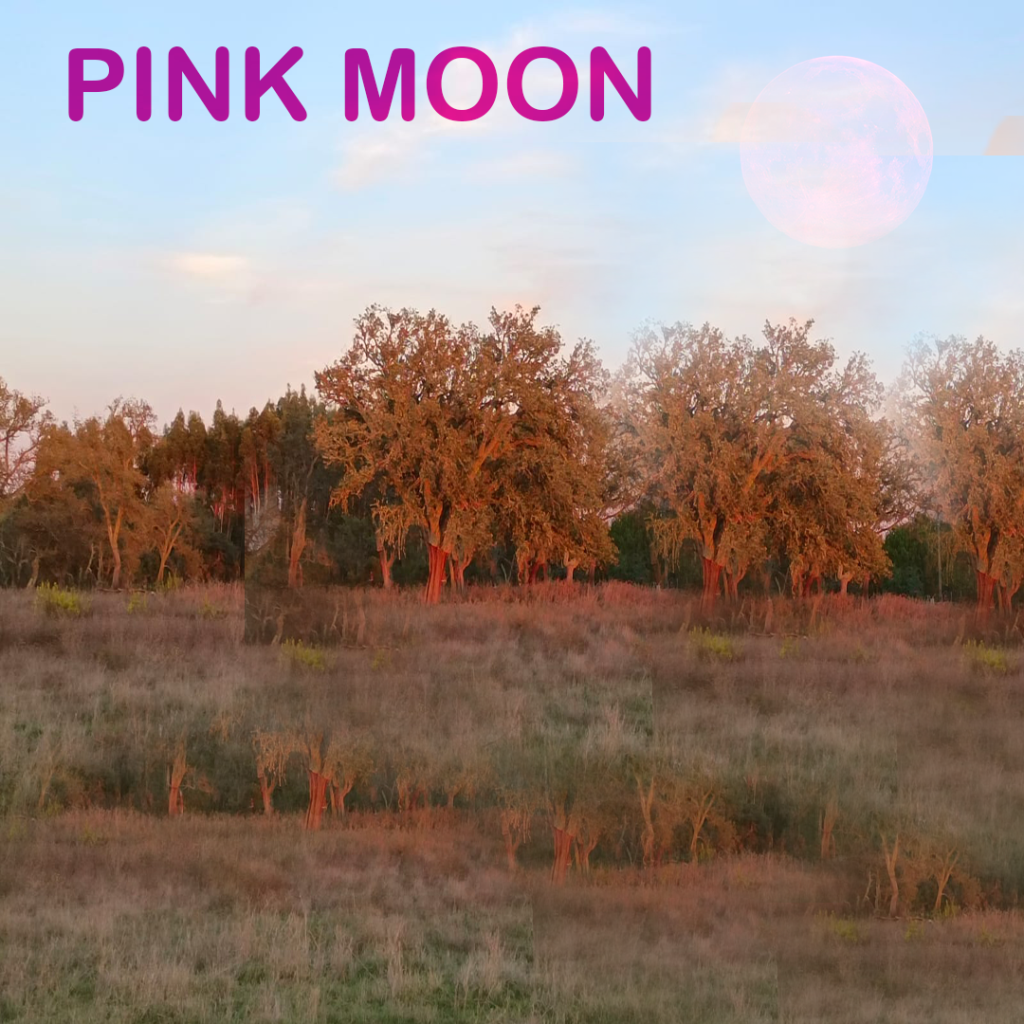 full moon April 2024 pink moon schedule